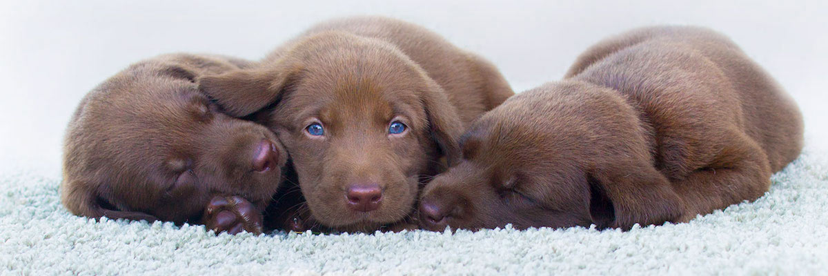 puppies on the carpet
